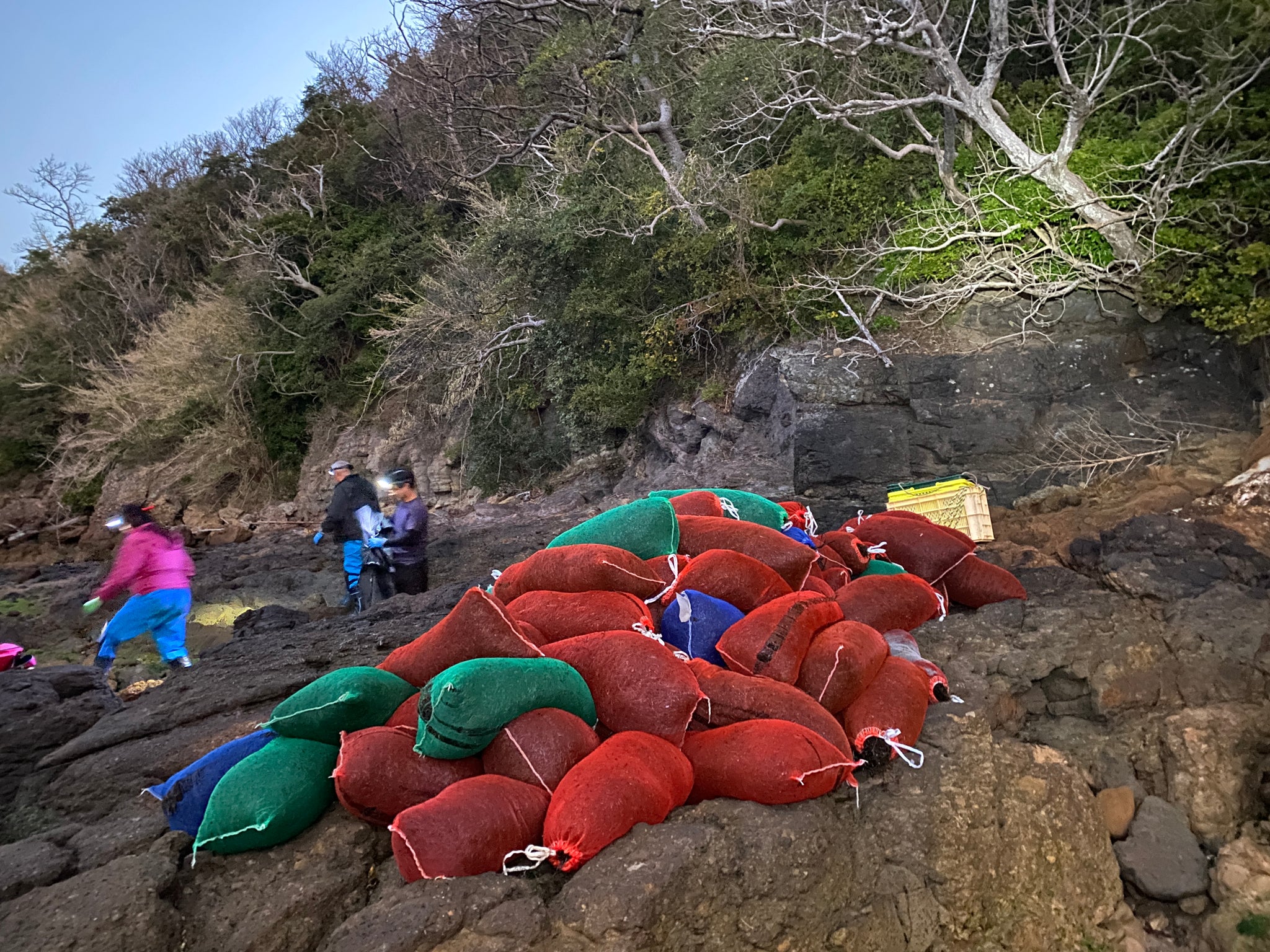 沖家室ひじき( 15g/3~4人家族1食分×1パック ) – Silencer Inc